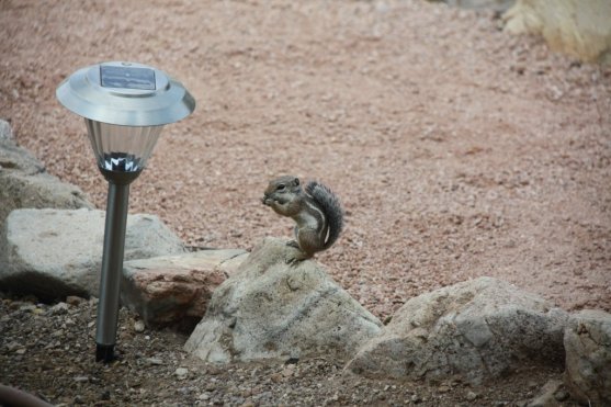 Harris' Antelope Squirrel Eating on Rock Ammospermophilus harrisii