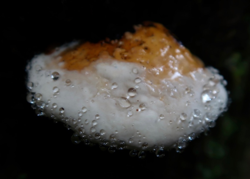 Rainy Fungus