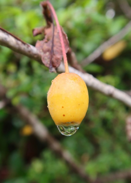 Rainy Fruit