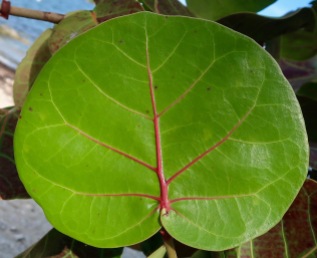 Green,Sea Grape Leaf