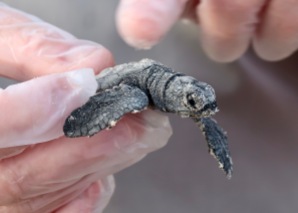 Kemp's Ridley Sea Turtle Close-up